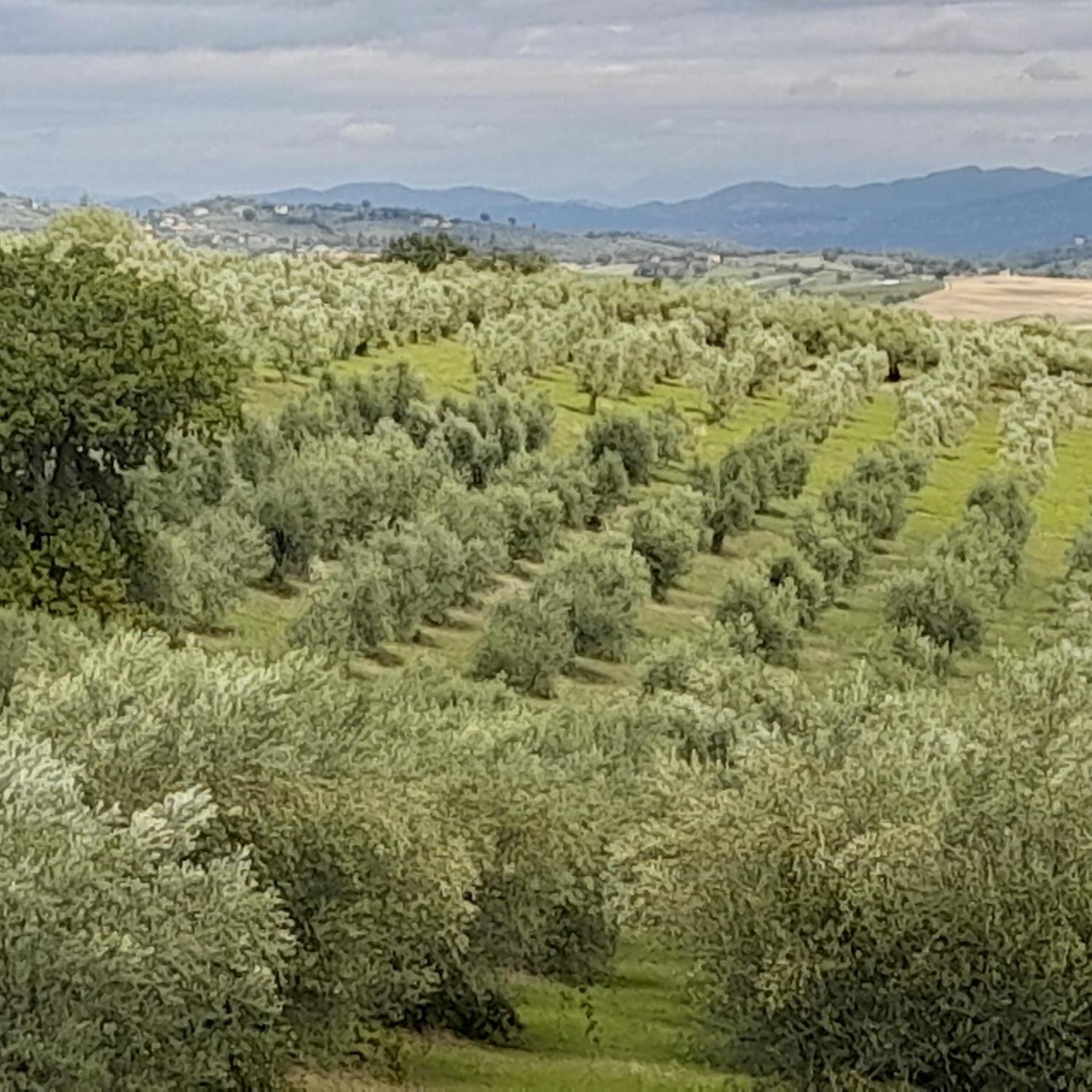 Tenuta San Felice Giano dellʼUmbria Exterior foto
